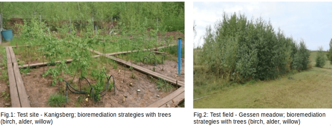 Fig.2: Test field - Gessen meadow; bioremediation strategies with trees (birch, alder, willow)