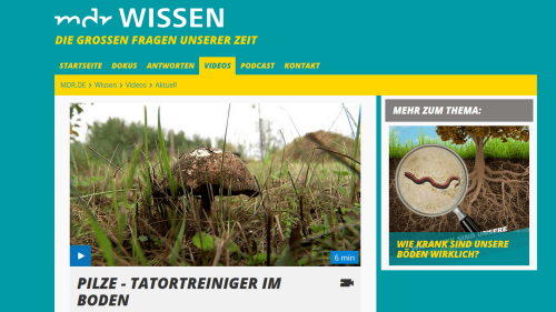 Screenshot mdr.de - Video: Pilze als Tatortreiniger