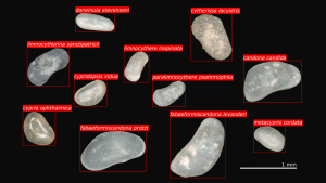 Beispiel automatischer Identifikation von Ostrakoden aus dem Großen Stechlinsee